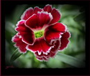 Carnation